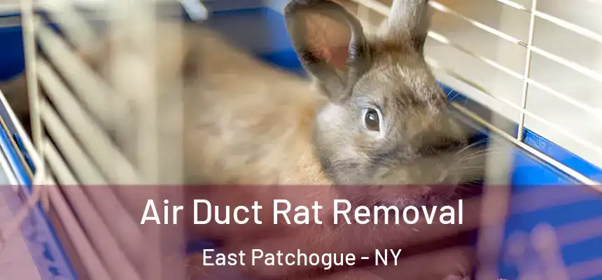  Air Duct Rat Removal East Patchogue - NY